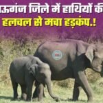 Mauganj News: सीधी के बाद मऊगंज जिले में हाथियों की हलचल से मचा हड़कंप, जंगल विभाग मुस्तैद