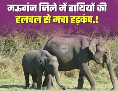 Mauganj News: सीधी के बाद मऊगंज जिले में हाथियों की हलचल से मचा हड़कंप, जंगल विभाग मुस्तैद