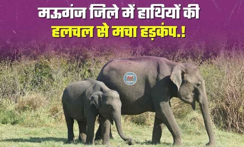 Mauganj News: सीधी के बाद मऊगंज जिले में हाथियों की हलचल से मचा हड़कंप, जंगल विभाग मुस्तैद