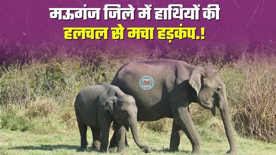 Mauganj News: सीधी के बाद मऊगंज जिले में हाथियों की हलचल से मचा हड़कंप, जंगल विभाग मुस्तैद