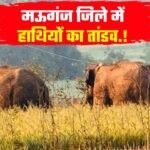 Mauganj News: मऊगंज जिले में हाथियों का तांडव, कई क्षेत्र की विद्युत सप्लाई बंद