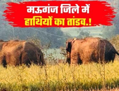Mauganj News: मऊगंज जिले में हाथियों का तांडव, कई क्षेत्र की विद्युत सप्लाई बंद