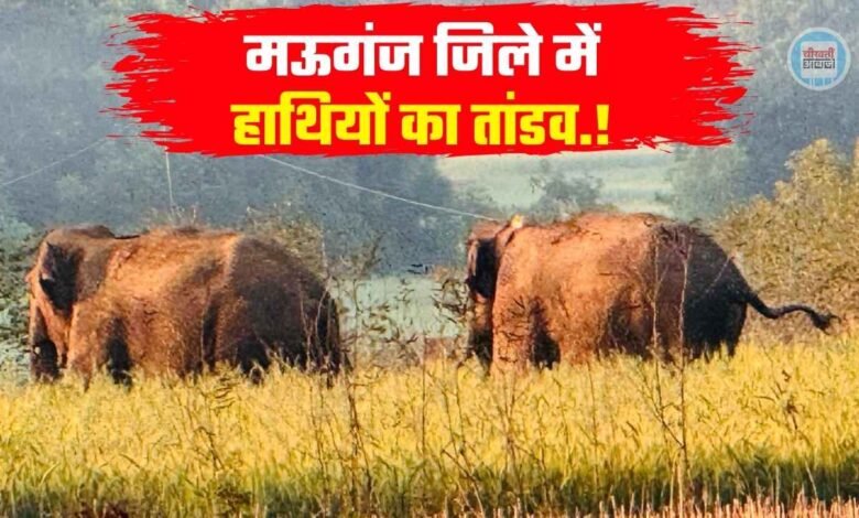 Mauganj News: मऊगंज जिले में हाथियों का तांडव, कई क्षेत्र की विद्युत सप्लाई बंद