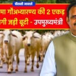 Rewa News: बसामन मामा गौअभ्यारण्य की 2 एकड़ भूमि में लगेगी जड़ी बूटी, उपमुख्यमंत्री राजेंद्र शुक्ला