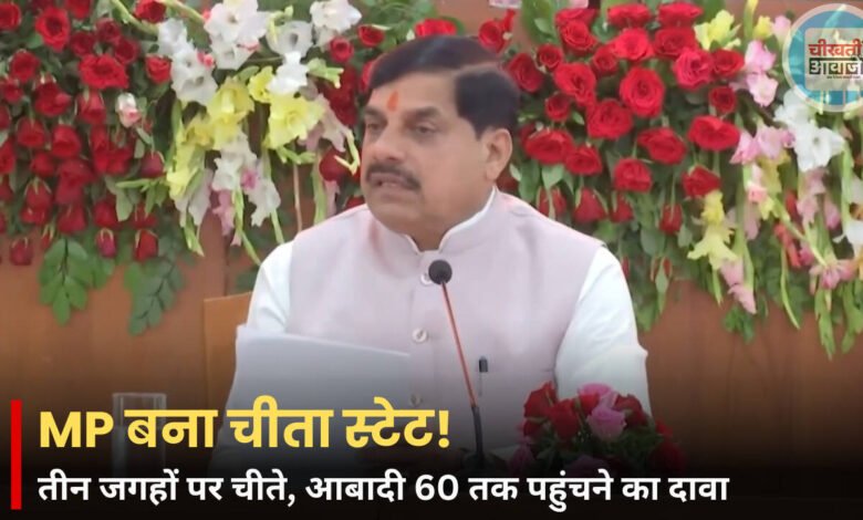 मध्य प्रदेश बना चीता स्टेट! तीन इलाकों में चीतों की मौजूदगी, आबादी 60 तक पहुंचने का दावा
