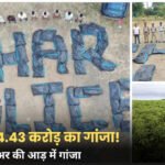 Dhar News: मध्य प्रदेश पुलिस नशीले पदार्थों के कारोबार पर लगाम कसने के लिए कई कदम उठा रही है। इसी कोशिश के तहत पुलिस ने धार जिले में बड़े पैमाने पर गांजे की अवैध खेती का पर्दाफाश किया है। जब्त किए गए गांजे की अनुमानित कीमत लगभग 4.43 करोड़ रुपये है। कपास और तुअर की फसलों के बीच छिपाकर गांजे की खेती 13 अक्टूबर को राजगढ़ पुलिस को सूचना मिली कि चौबारा गांव के पास एक जंगली इलाके में कपास और तुअर की फसलों के बीच छिपाकर गांजे की खेती की जा रही है। इस जानकारी पर तुरंत कार्रवाई करते हुए पुलिस मौके पर पहुंची और गांजे के 3345 पौधों को नष्ट कर दिया। इन पौधों का कुल वजन 3695 किलोग्राम था जिनकी अनुमानित कीमत लगभग 4.43 करोड़ रुपये है। दो दिनों तक चला सघन अभियान ASP पारुल बेलापुरकर ने बताया कि SHO समीर पाटीदार के नेतृत्व में पुलिस की एक टीम ने धार और झाबुआ जिलो की सीमा से लगे जंगली इलाके में दो दिनों तक सघन अभियान चलाया। जिसके दौरान गांजे के ये अवैध पौधे जब्त किए गए। आरोपी राजू भूरिया फिलहाल फरार है। पुलिस उसकी तलाश कर रही है और इस काम में शामिल पूरे नेटवर्क की भी जांच कर रही है। नशीले पदार्थों के खिलाफ यह अभियान पुलिस महानिदेशक कैलाश मकवाना के निर्देशों पर और पुलिस अधीक्षक सचिन शर्मा तथा एसडीओपी सरदारपुर विश्वदीप सिंह परिहार की देखरेख में चलाया गया। Read Also: Ujjain News: सिंहस्थ की जमीन पर चला बुलडोजर, हरियाणा सेवा आश्रम की चार मंजिला इमारत ध्वस्त