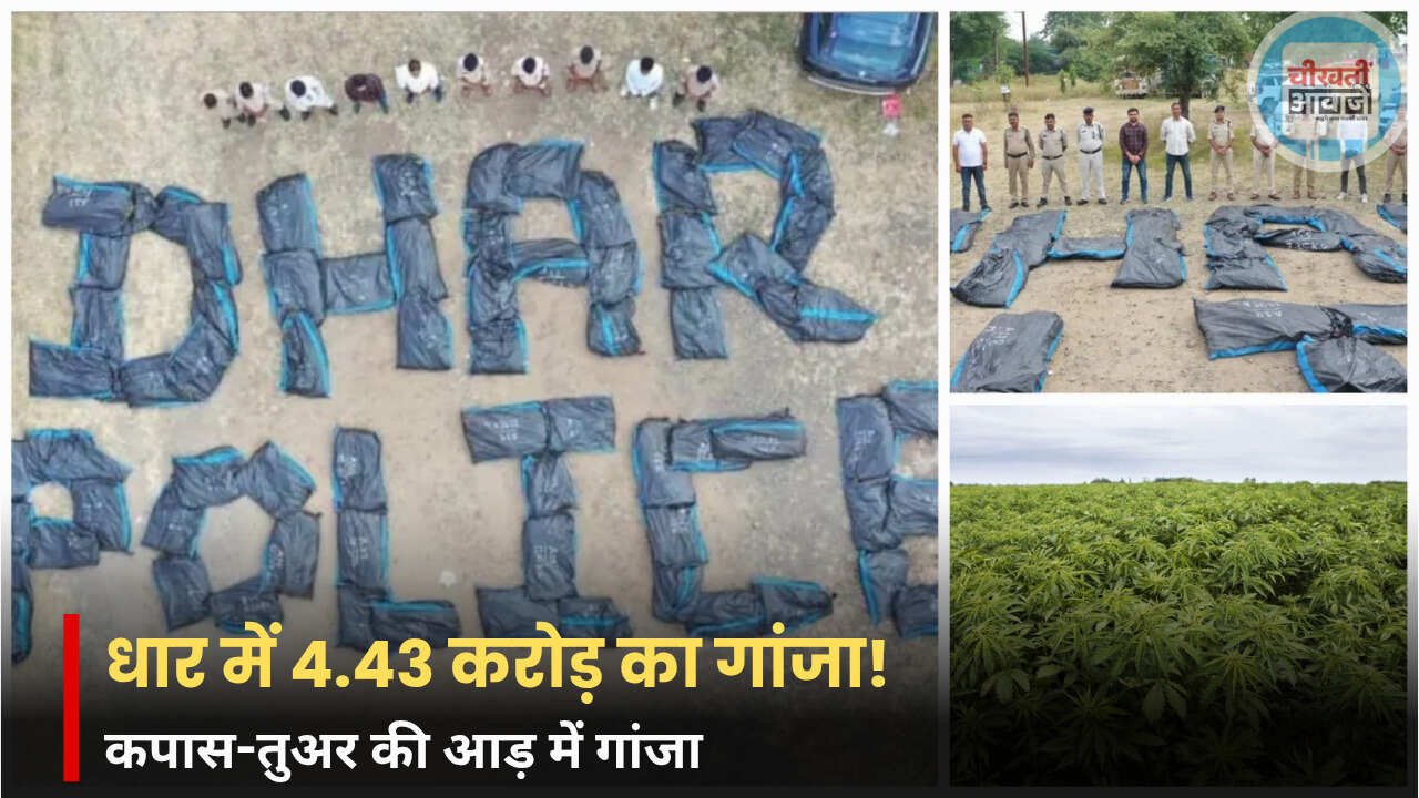 Dhar News: मध्य प्रदेश पुलिस नशीले पदार्थों के कारोबार पर लगाम कसने के लिए कई कदम उठा रही है। इसी कोशिश के तहत पुलिस ने धार जिले में बड़े पैमाने पर गांजे की अवैध खेती का पर्दाफाश किया है। जब्त किए गए गांजे की अनुमानित कीमत लगभग 4.43 करोड़ रुपये है। कपास और तुअर की फसलों के बीच छिपाकर गांजे की खेती 13 अक्टूबर को राजगढ़ पुलिस को सूचना मिली कि चौबारा गांव के पास एक जंगली इलाके में कपास और तुअर की फसलों के बीच छिपाकर गांजे की खेती की जा रही है। इस जानकारी पर तुरंत कार्रवाई करते हुए पुलिस मौके पर पहुंची और गांजे के 3345 पौधों को नष्ट कर दिया। इन पौधों का कुल वजन 3695 किलोग्राम था जिनकी अनुमानित कीमत लगभग 4.43 करोड़ रुपये है। दो दिनों तक चला सघन अभियान ASP पारुल बेलापुरकर ने बताया कि SHO समीर पाटीदार के नेतृत्व में पुलिस की एक टीम ने धार और झाबुआ जिलो की सीमा से लगे जंगली इलाके में दो दिनों तक सघन अभियान चलाया। जिसके दौरान गांजे के ये अवैध पौधे जब्त किए गए। आरोपी राजू भूरिया फिलहाल फरार है। पुलिस उसकी तलाश कर रही है और इस काम में शामिल पूरे नेटवर्क की भी जांच कर रही है। नशीले पदार्थों के खिलाफ यह अभियान पुलिस महानिदेशक कैलाश मकवाना के निर्देशों पर और पुलिस अधीक्षक सचिन शर्मा तथा एसडीओपी सरदारपुर विश्वदीप सिंह परिहार की देखरेख में चलाया गया। Read Also: Ujjain News: सिंहस्थ की जमीन पर चला बुलडोजर, हरियाणा सेवा आश्रम की चार मंजिला इमारत ध्वस्त