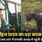 MP Wildlife News: 100 साल बाद MP में जंगली भैंसों की वापसी, 8 भैंसें बड़े बाड़े में पहुंचीं
