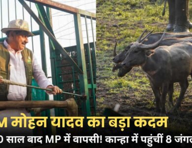 MP Wildlife News: 100 साल बाद MP में जंगली भैंसों की वापसी, 8 भैंसें बड़े बाड़े में पहुंचीं