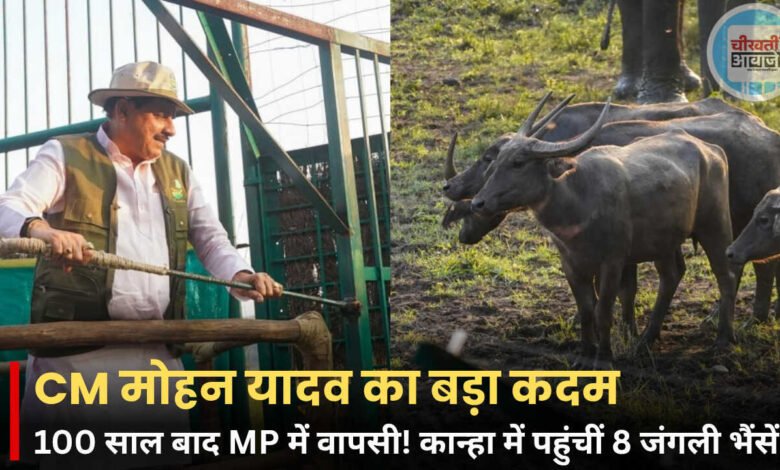 MP Wildlife News: 100 साल बाद MP में जंगली भैंसों की वापसी, 8 भैंसें बड़े बाड़े में पहुंचीं