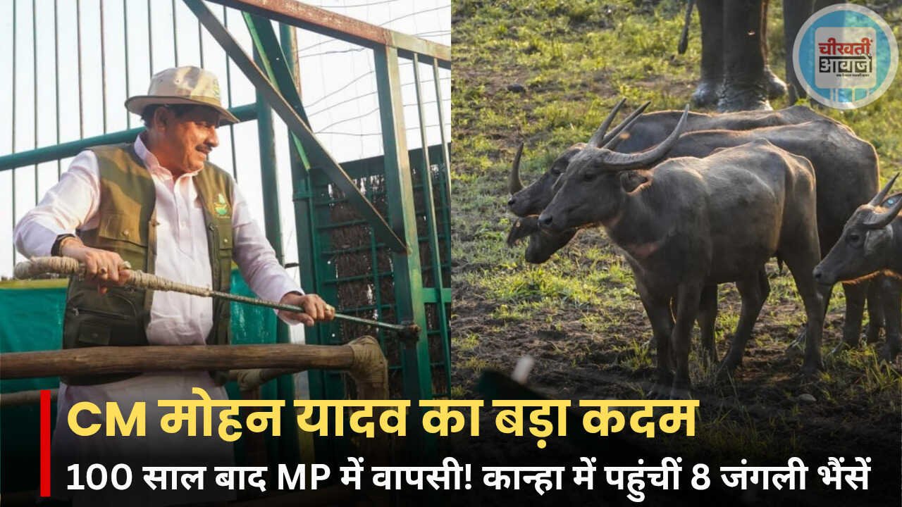 MP Wildlife News: 100 साल बाद MP में जंगली भैंसों की वापसी, 8 भैंसें बड़े बाड़े में पहुंचीं
