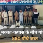 Ratlam News: मक्का-कपास के बीच गांजे की खेती, 880 पौधे जब्त; आरोपी गिरफ्तार