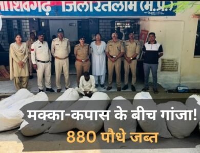 Ratlam News: मक्का-कपास के बीच गांजे की खेती, 880 पौधे जब्त; आरोपी गिरफ्तार