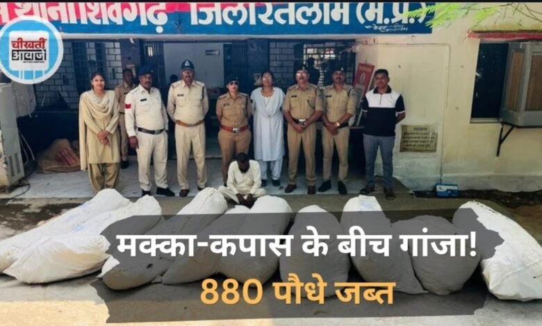 Ratlam News: मक्का-कपास के बीच गांजे की खेती, 880 पौधे जब्त; आरोपी गिरफ्तार