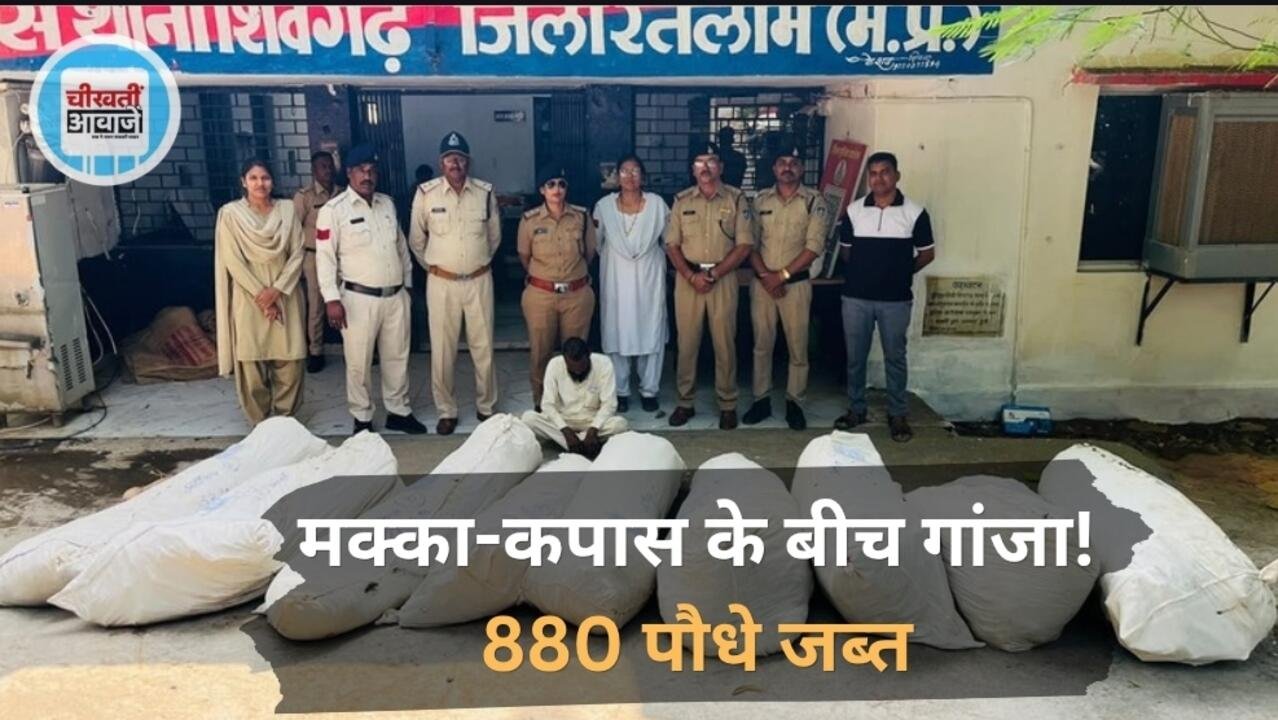 Ratlam News: मक्का-कपास के बीच गांजे की खेती, 880 पौधे जब्त; आरोपी गिरफ्तार